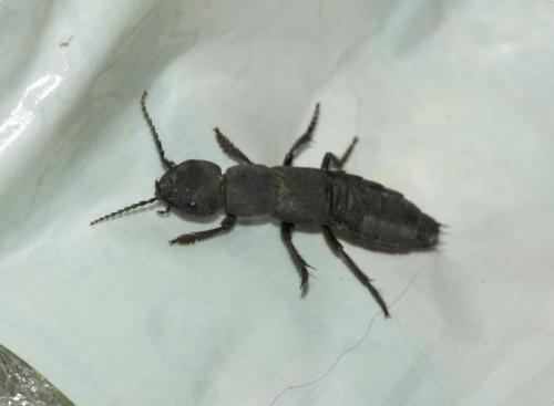 Ocypus sp.